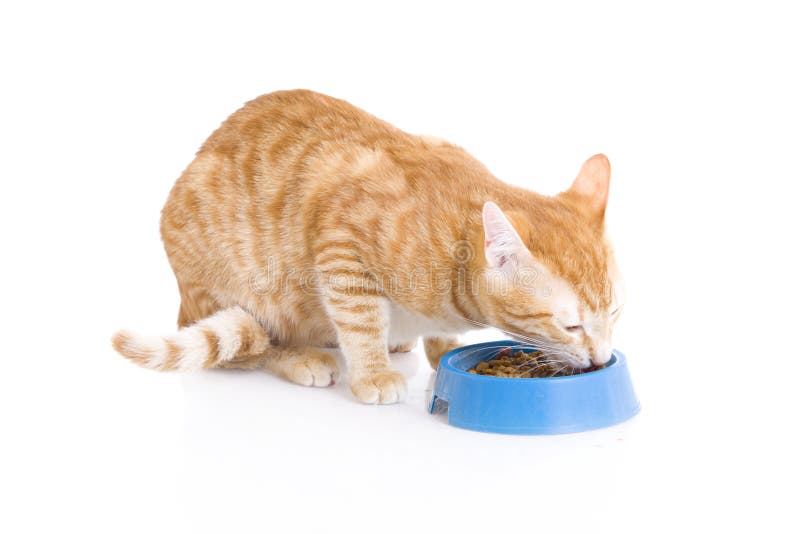 Red cat a eating forage isolated on a white