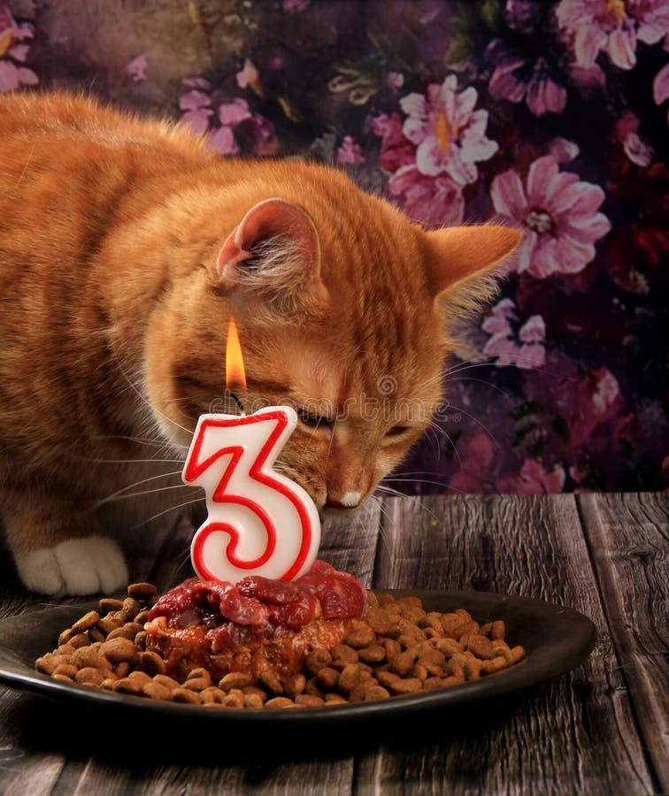 Red Cat Eats Cat Food. 3year Birthday Cake for a Cat with a Burning
