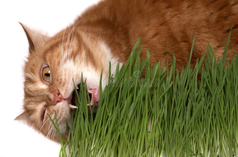 Red cat eats a grass