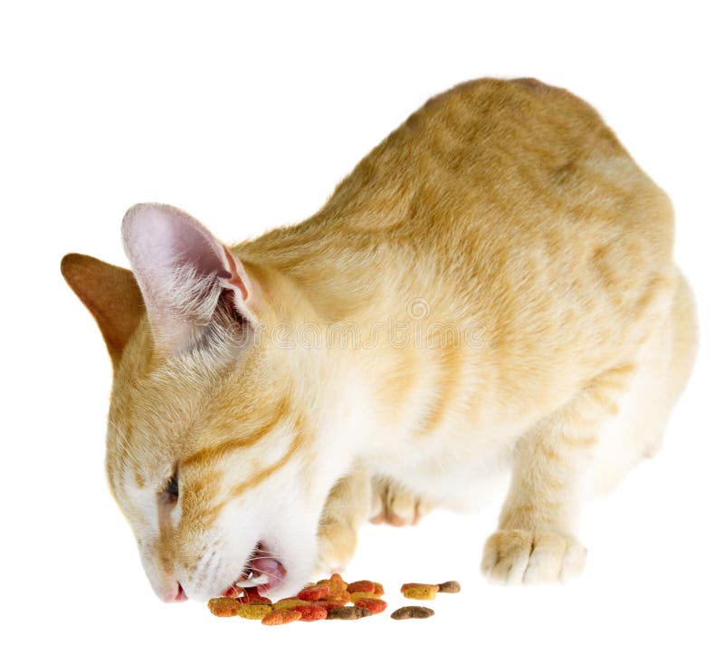 Funny cat and red tomato stock image. Image of medicine 42995615