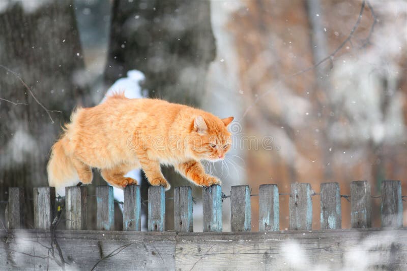 Red cat on a fence