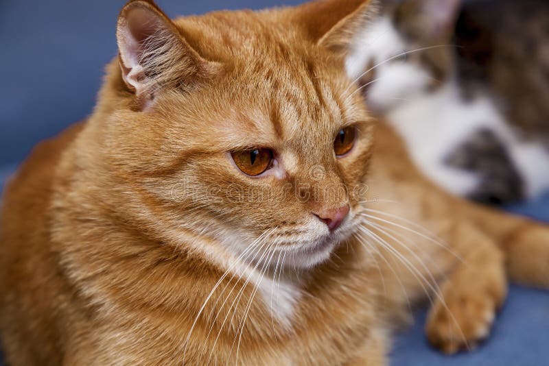 Red cat with a funny. Face and large round eyes lying on a blue bed royalty free stock photos Red cat with a funny. Face and large round eyes lying on a blue bed royalty free stock photos