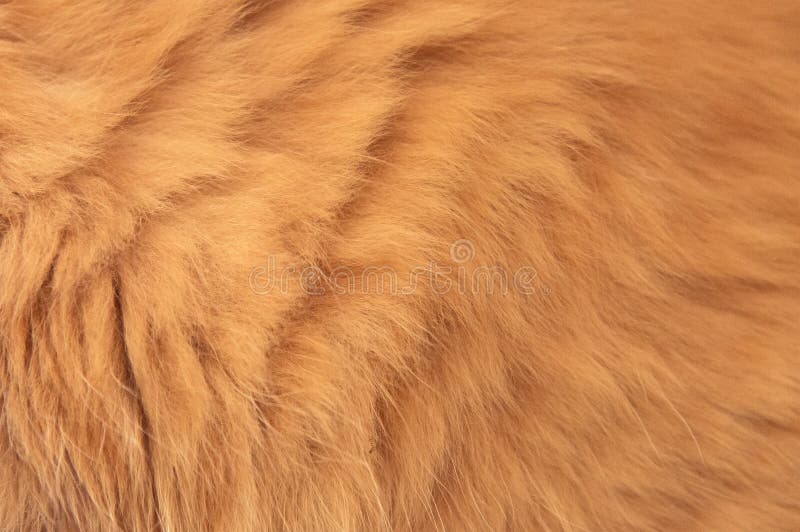 Red Cat Fur stock photo. Image of textured, softness 43694436