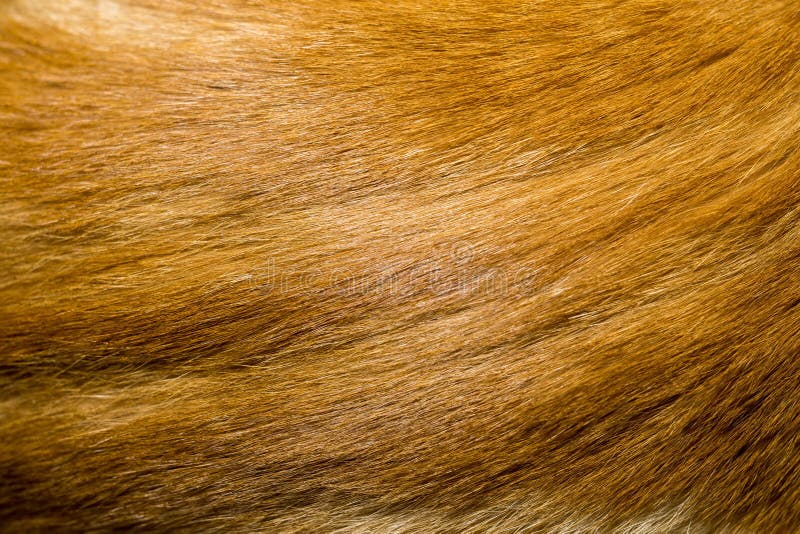 Red Cat Fur Texture