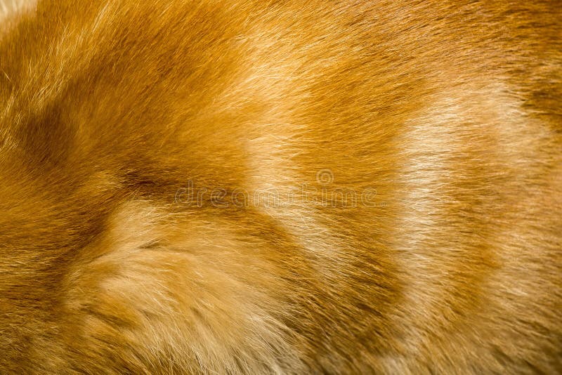 Red Cat Fur Texture