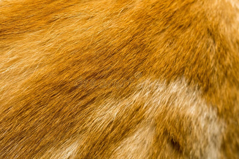 Red Cat Fur Texture