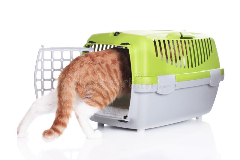 Red Cat Going in Cat Transport Box Stock Image Image of carry, kitten