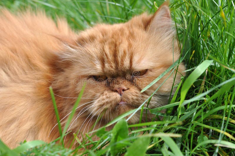 Garfi-Fluffy Persian Cat Looking Angry