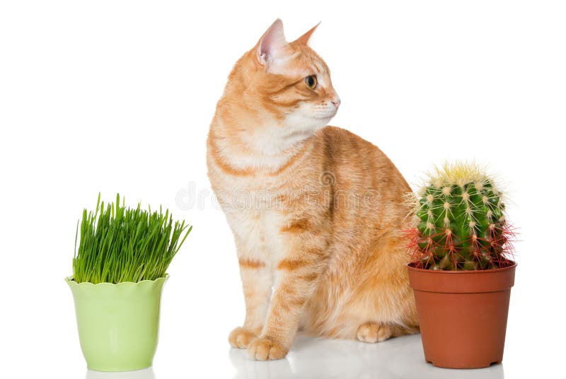 1,111 Cat Cactus Stock Photos Free & RoyaltyFree Stock Photos from