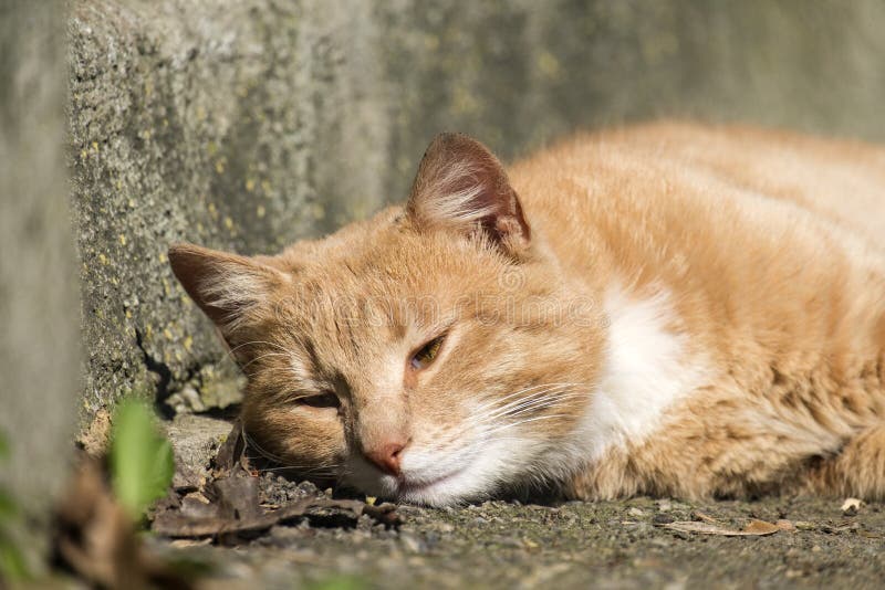 Red Cat With Halfclosed Eyes Dozing In The Sun Stock Image Image of