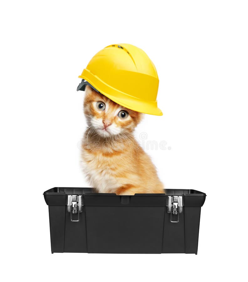Red cat with helmet in toolbox