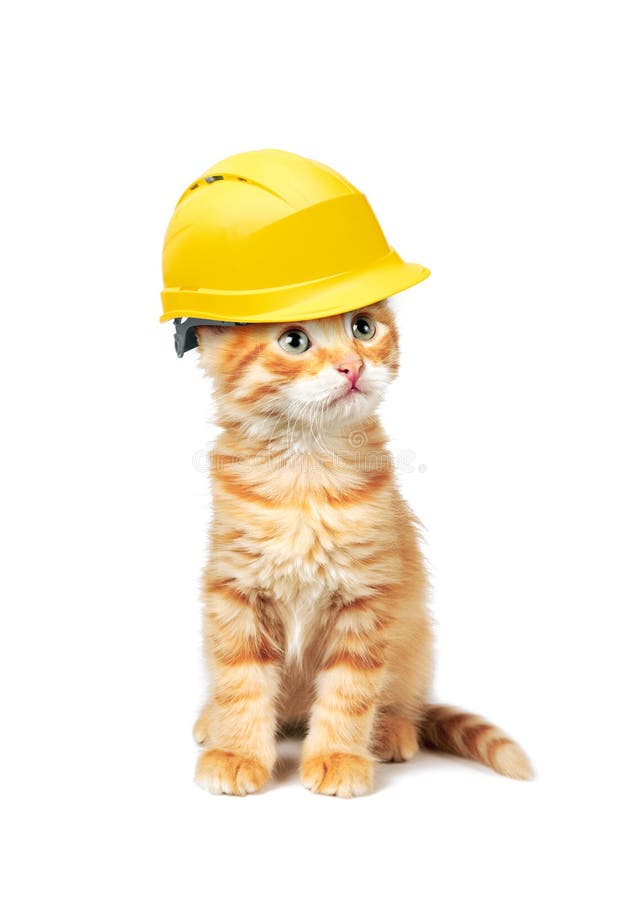 Red cat with helmet royalty free stock image