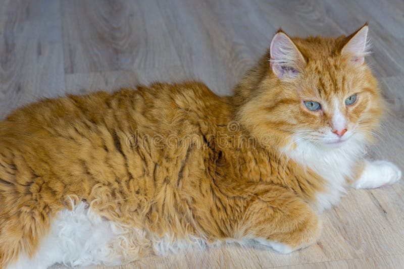 Red Cat at Home Resting, Red Cat Lying on the Sofa, Fluffy House Cat