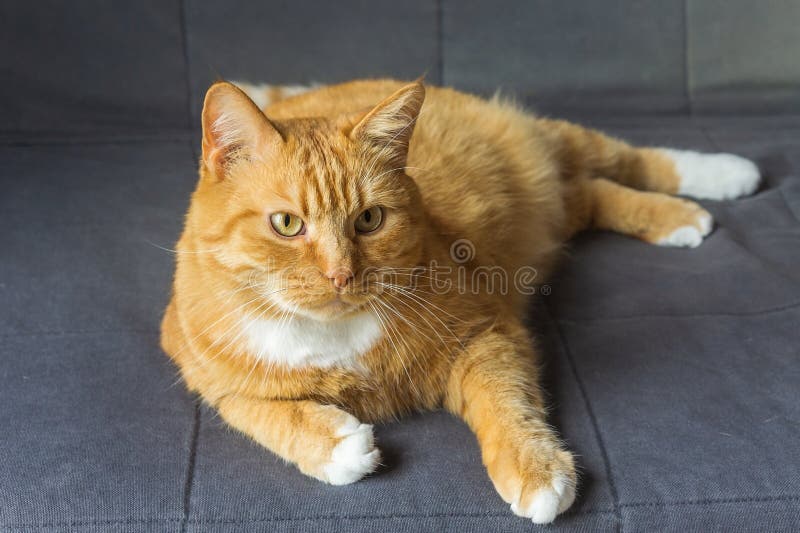 Red Cat at Home Resting, Red Cat Lying on the Sofa, Fluffy House Cat