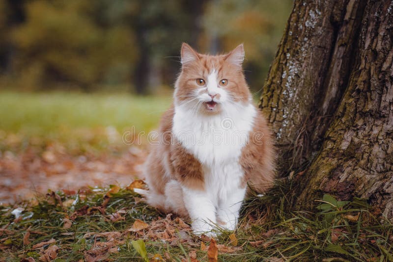 Red Cat Hunting Birds on the Grass Stock Image Image of green, wildlife 70420105