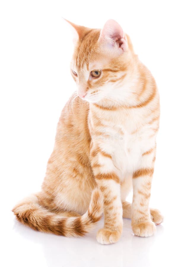 Red cat isolated on a white