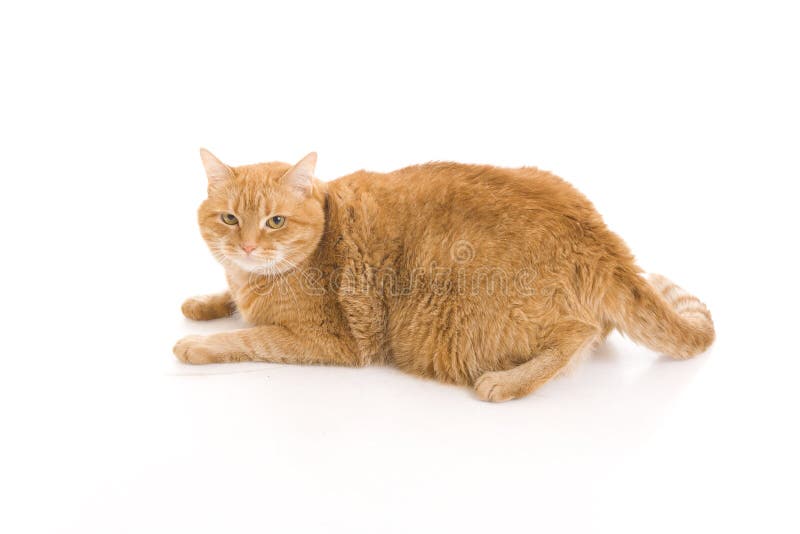 Red cat isolated on a white