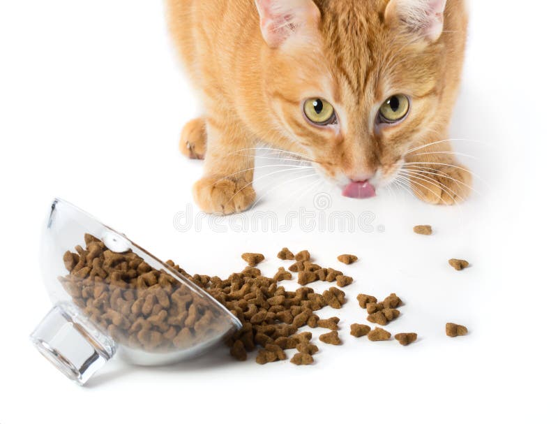 Red Cat Eats Food from a Glass Bowl Stock Image Image of shorthair