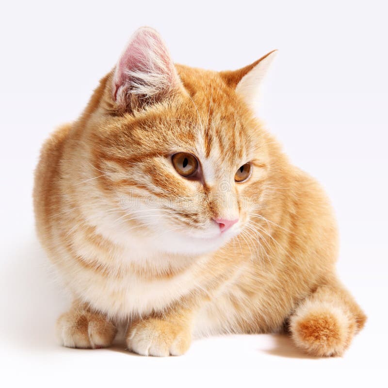 Red cat isolated on white background