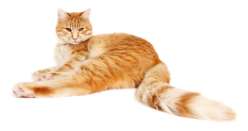 Red cat isolated on white background