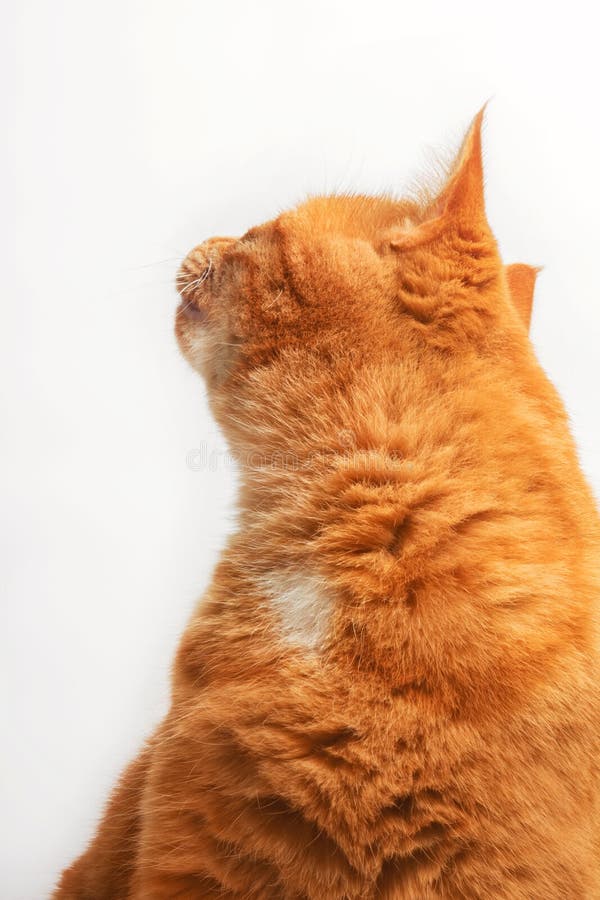Red cat looking back stock image. Image of animal, kitty 264930715