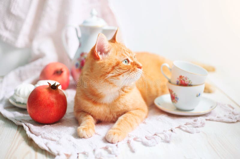 Red cat lying near white tableware in the mornig