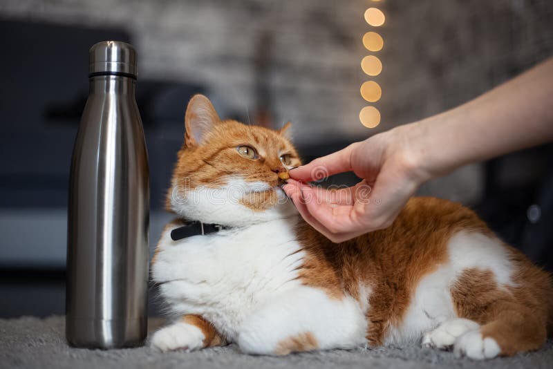 Cat Hot Water Bottle Stock Photos Free & RoyaltyFree Stock Photos