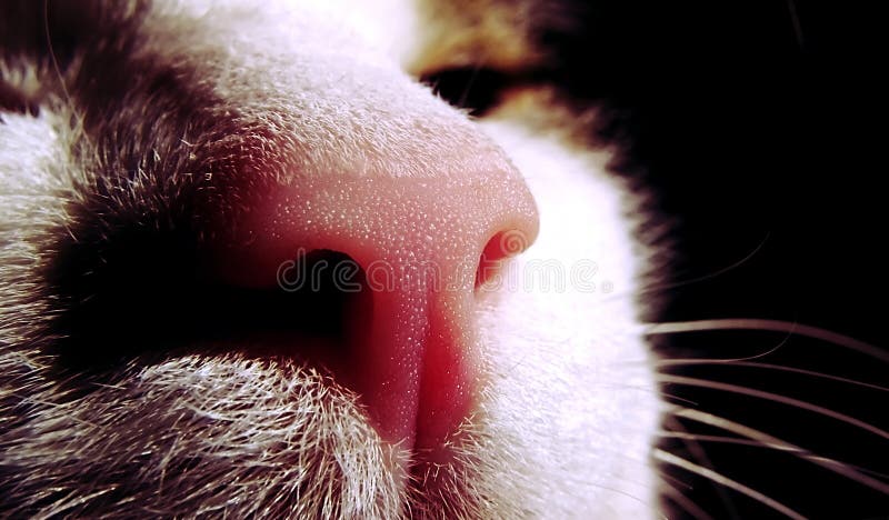 Red cat nose