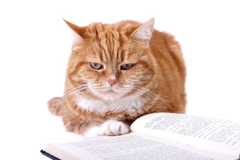 3,934 Cat Reading Stock Photos - Free & Royalty-Free Stock Photos from  Dreamstime