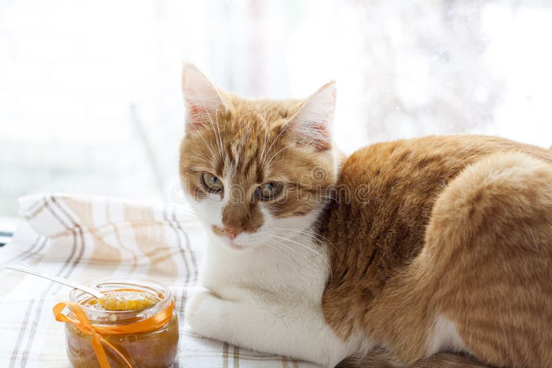 The red cat and orange jam in glass jar, selective focus