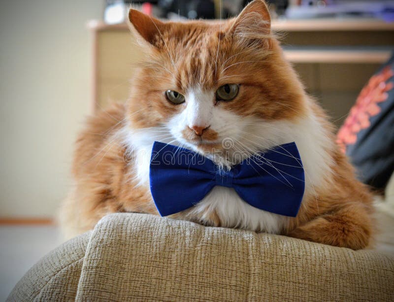 red cat bow tie