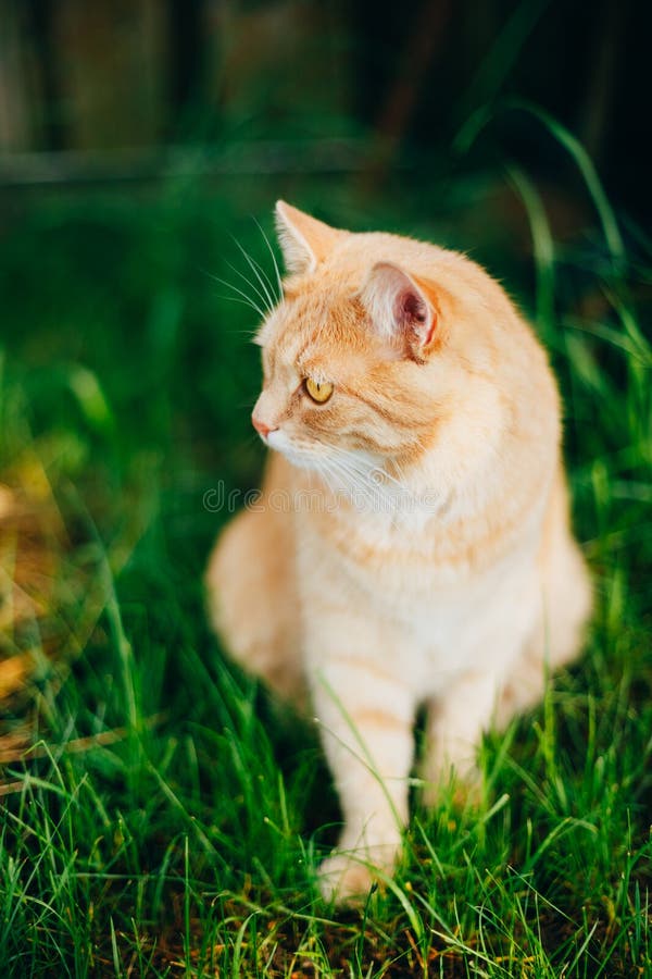 Red Cat Playing In Green Spring Grass In Garden Stock Image Image Of Playful Playing 68663375