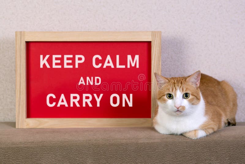 Red Cat with the Poster in the Frame with a Message Keep Calm and Carry