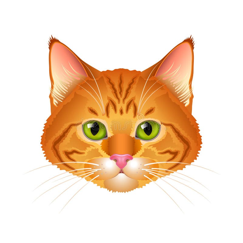 Red cat realistic portrait isolated vector vector illustration