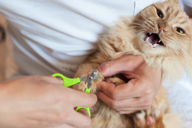 Red cat`s nails are cut stock photo. Image of holding 186769710