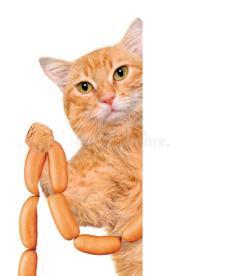 Kitten and sausages stock image. Image of portrait, kitten 22515177