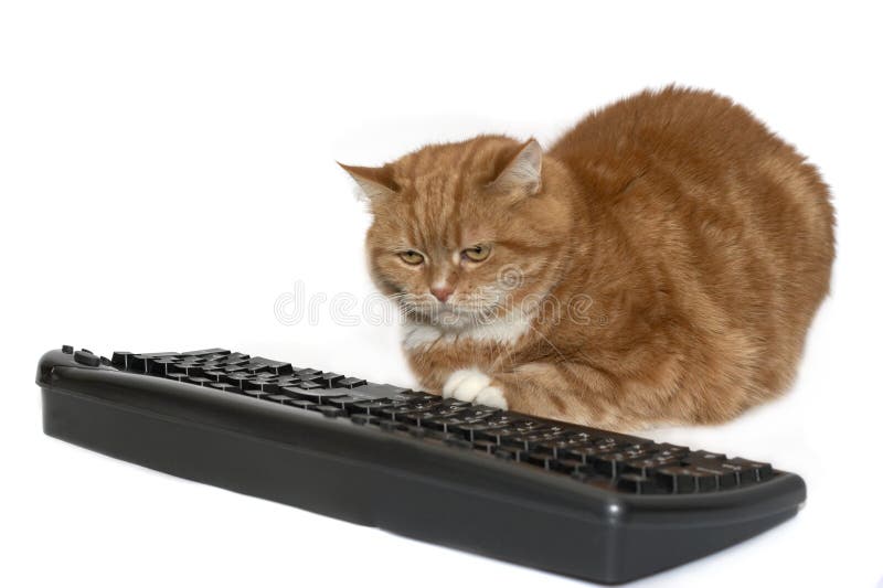 Red cat sits near the keyboard