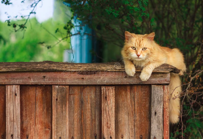 Red Cat Sitting On The Fence