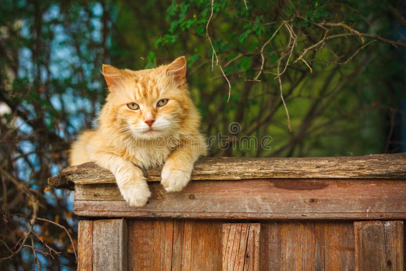 Red Cat Sitting On The Fence