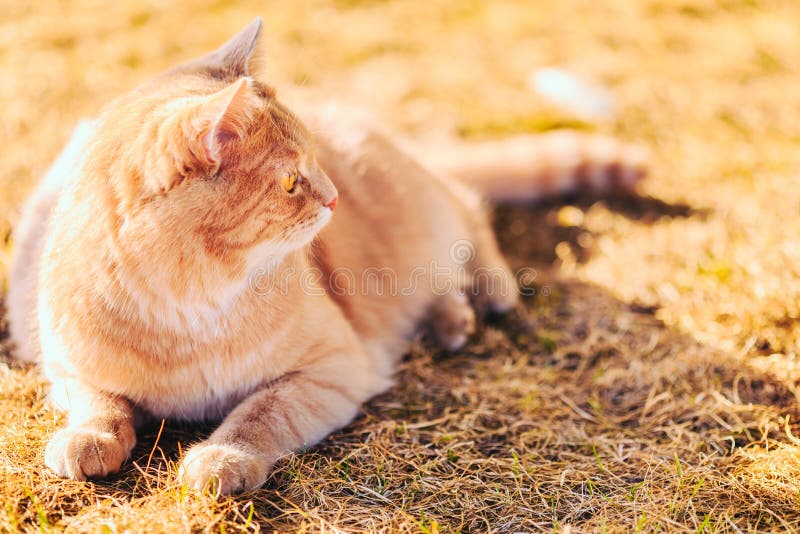 Red cat sitting on green spring grass
