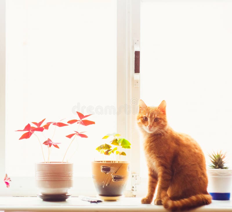 Red cat sitting on the window