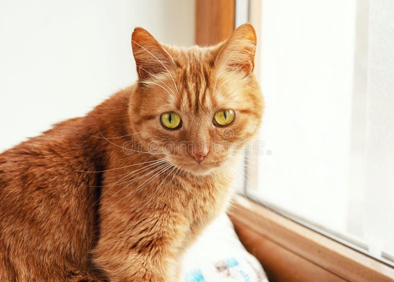 Red cat is sitting on the windowsill, looking at the camera stock photos