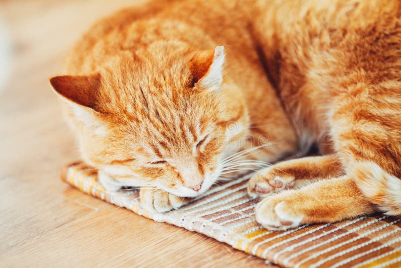 Red Cat Sleeping in His Bed on Laminate Floor Stock Photo Image of