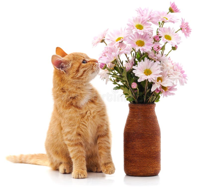 Cat sniffing daisies stock photo. Image of curiosity 200483120