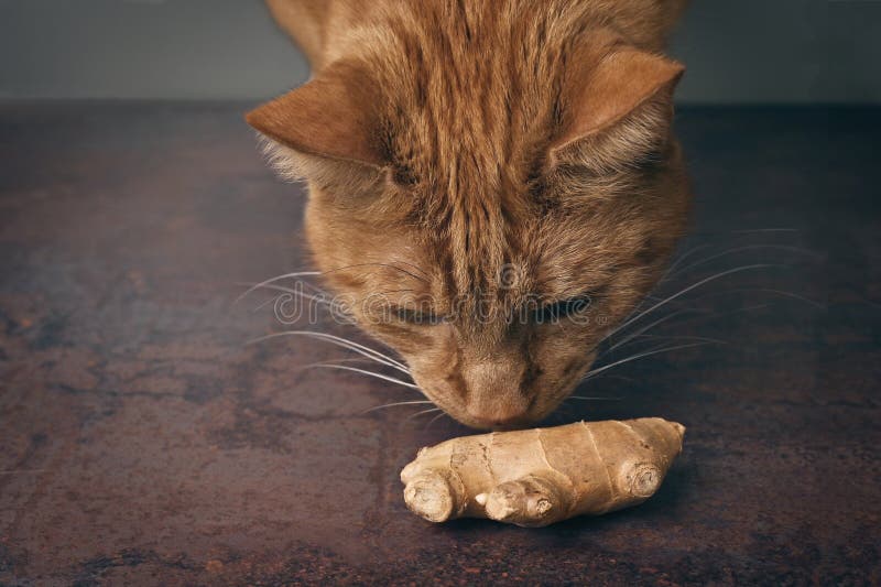 Red cat sniffs on ginger root on the table. Horizontal image with selective focus.