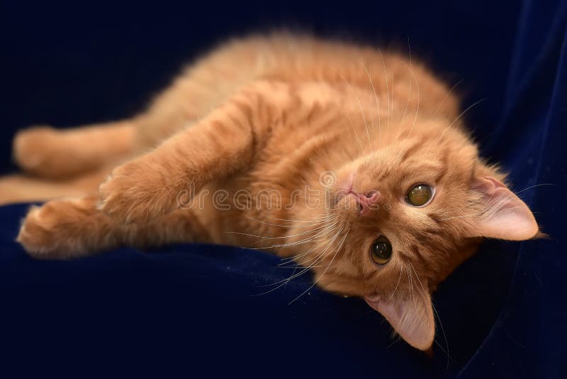 Red cat with a sore eye stock photo. Image of fact, cornea 117426282