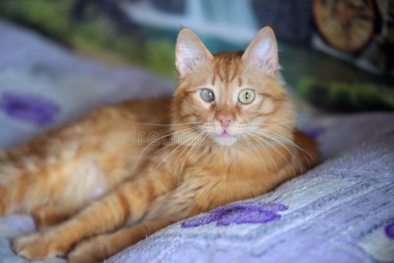 Red cat with a sore eye stock photo. Image of bright 162995166