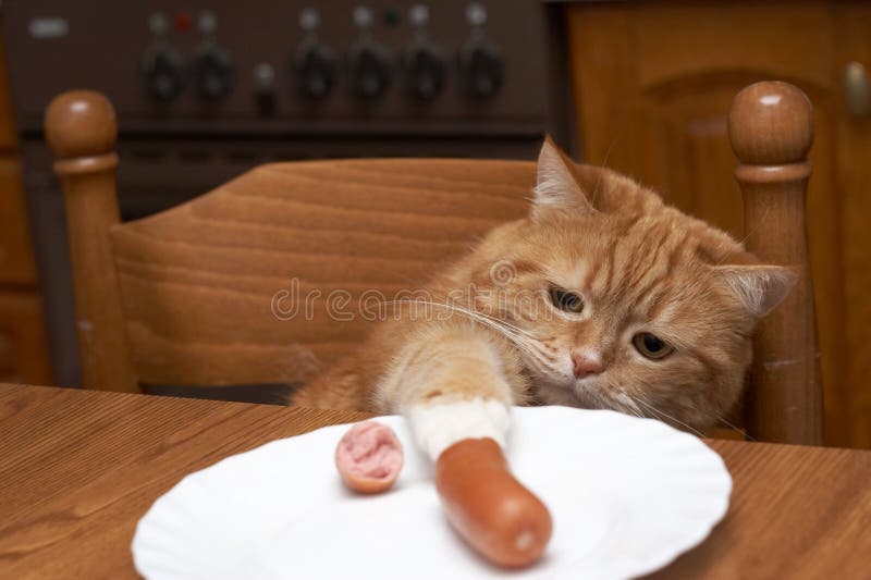 Red Cat Steals Sausage from a Plate Stock Image Image of sausage