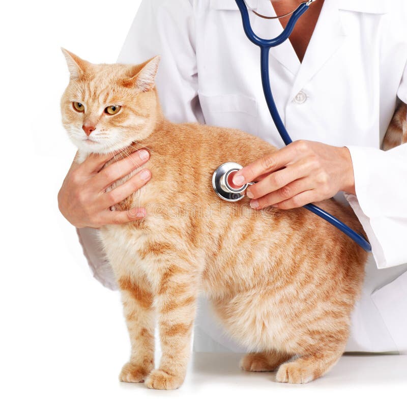 58 Best Pictures Dog And Cat Vet Clinic : dog and cat at vet