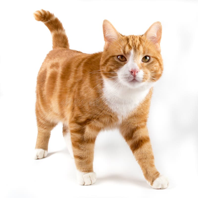 Red cat, walking towards camera, isolated in white